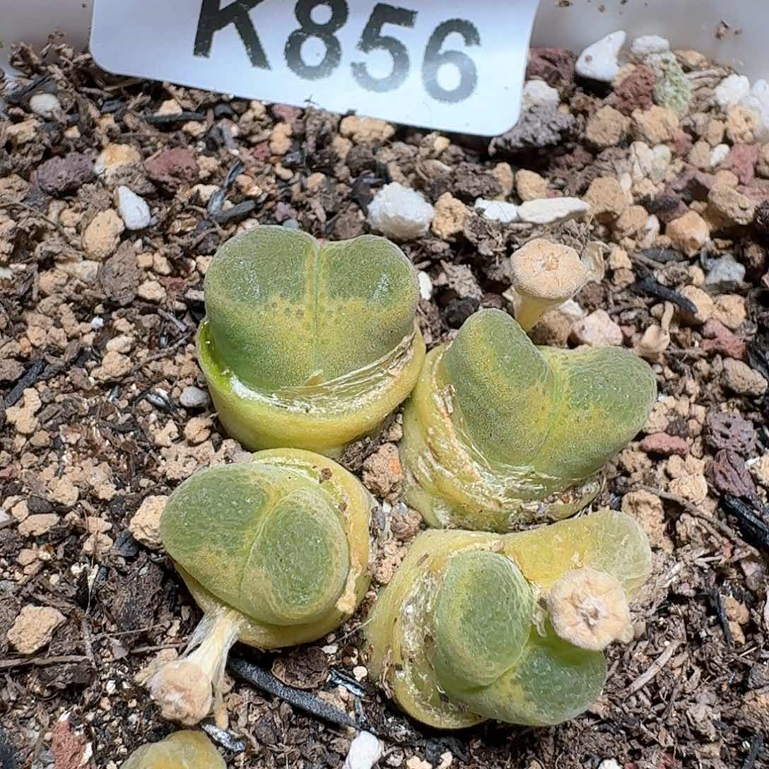 856号多肉植物哇c c