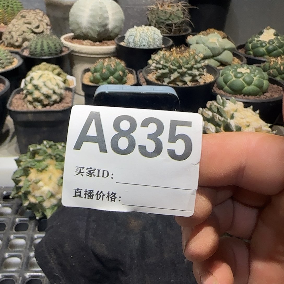 天***5实生仙人球特价一颗