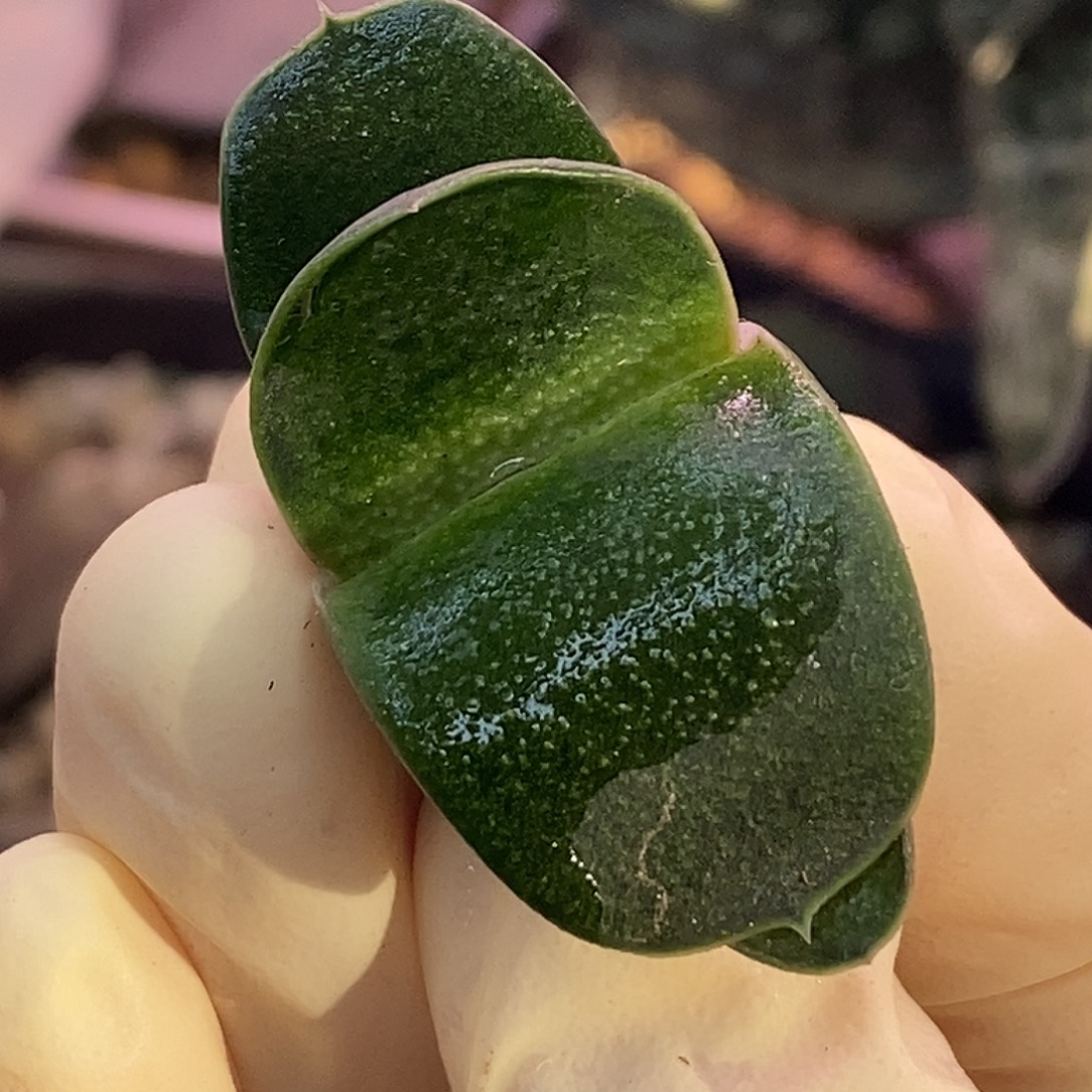 不带盆脱土裸根发货