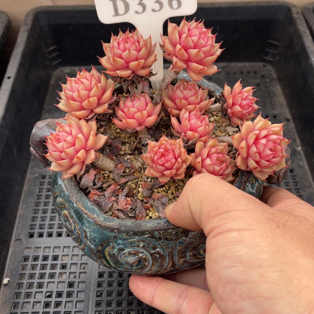 336笨巴不带盆13厘米微瑕微瑕微瑕