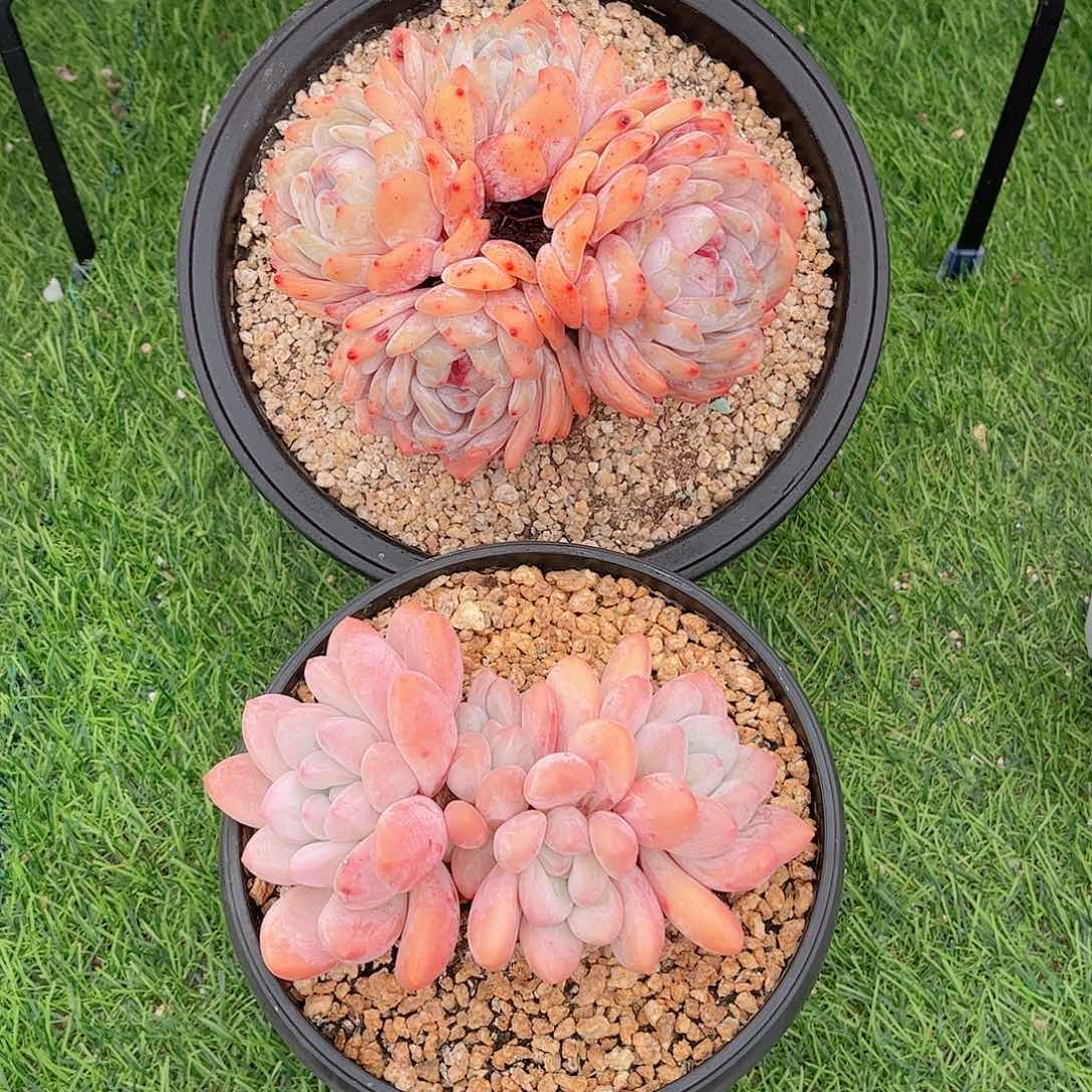 福利组合雪天使和香水多肉