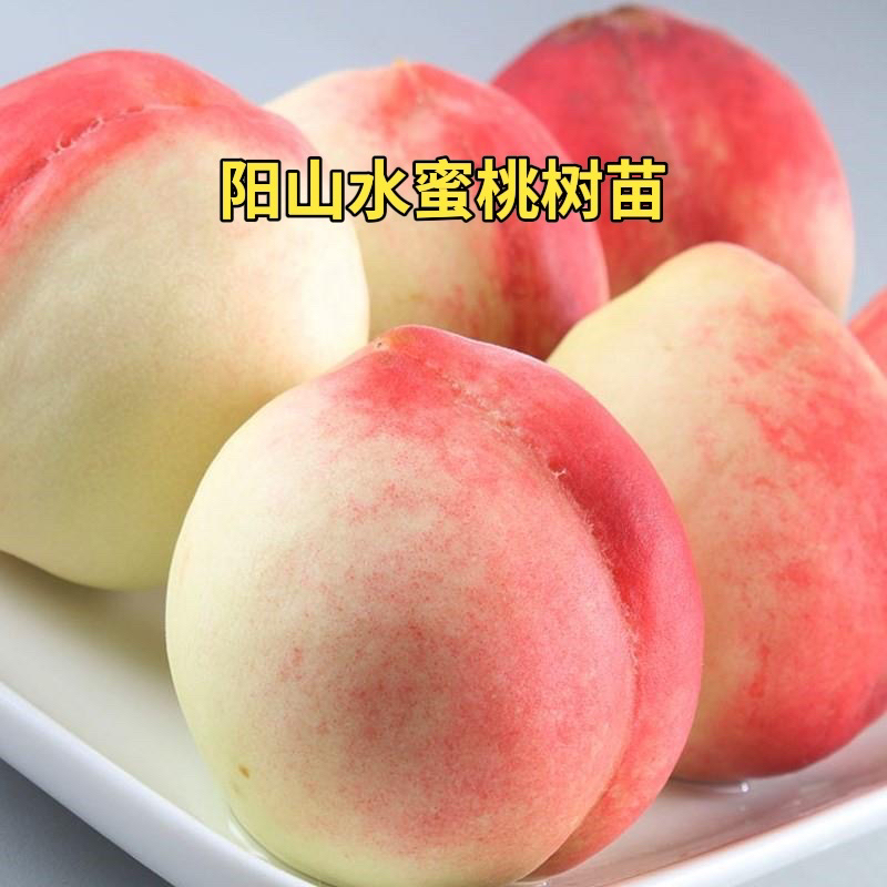 阳山水蜜桃（7月成熟）桃树苗 南方北方均可种植