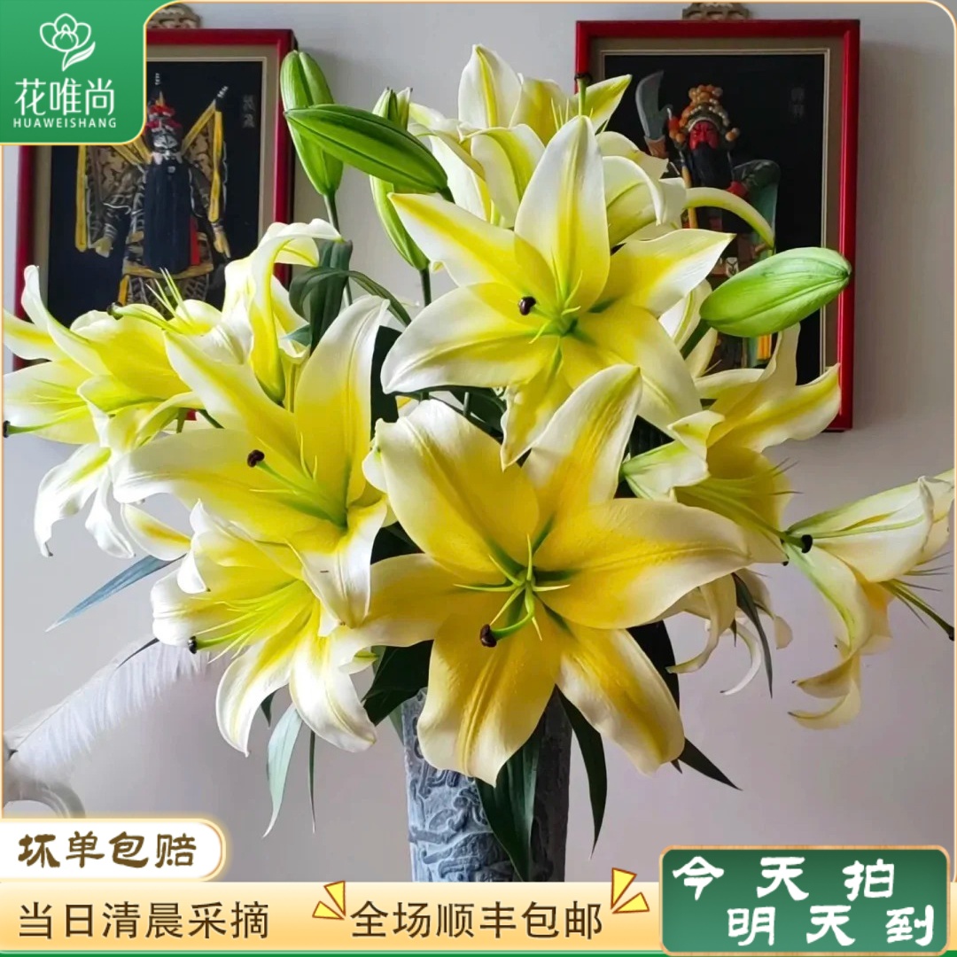 次日达 -【黄天霸百合】6朵黄百合鲜花鲜切花家居用花批发任意满两单顺丰包邮三单送花瓶今天拍明天到10