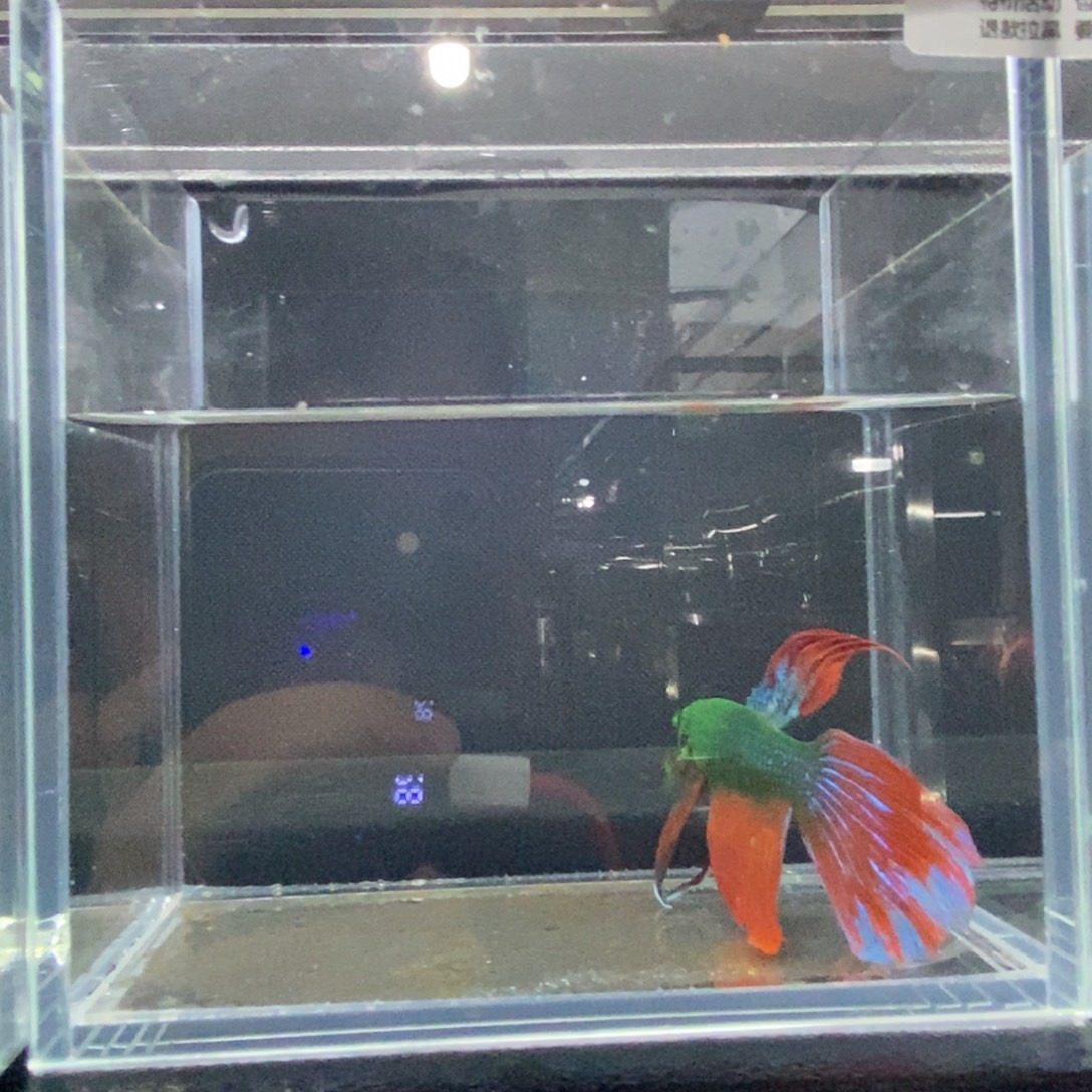 斗鱼包活不包损所见即所得047