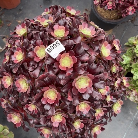 095欧紫朵朵45厘米左右