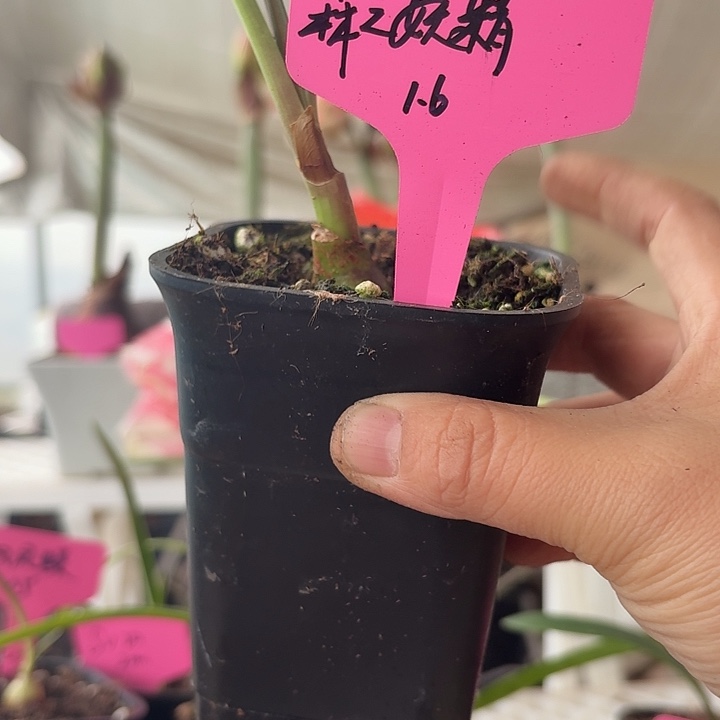 无花朵森之妖精朱顶红直径1.6