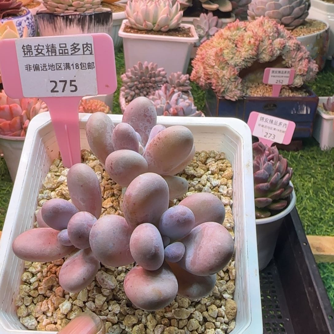 锦安精品多肉植物275