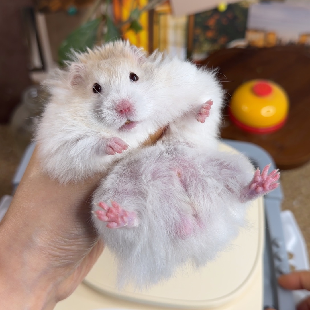 蜜波弟弟150g8.08