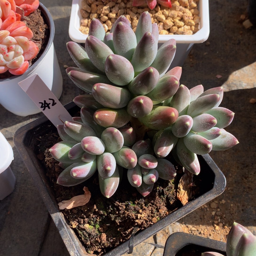 咖啡豆7272727277272