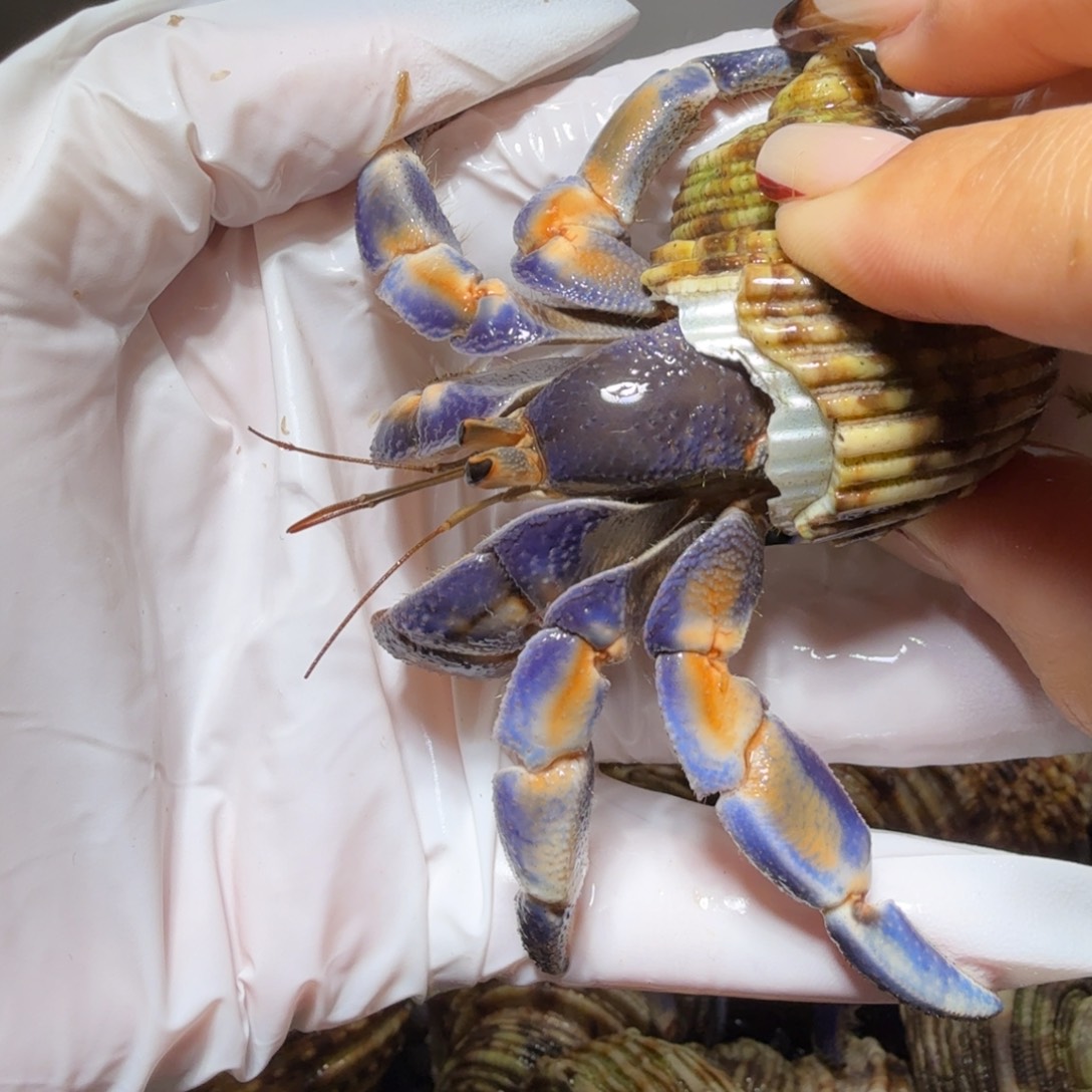 3.1口蓝橘色紫陆 