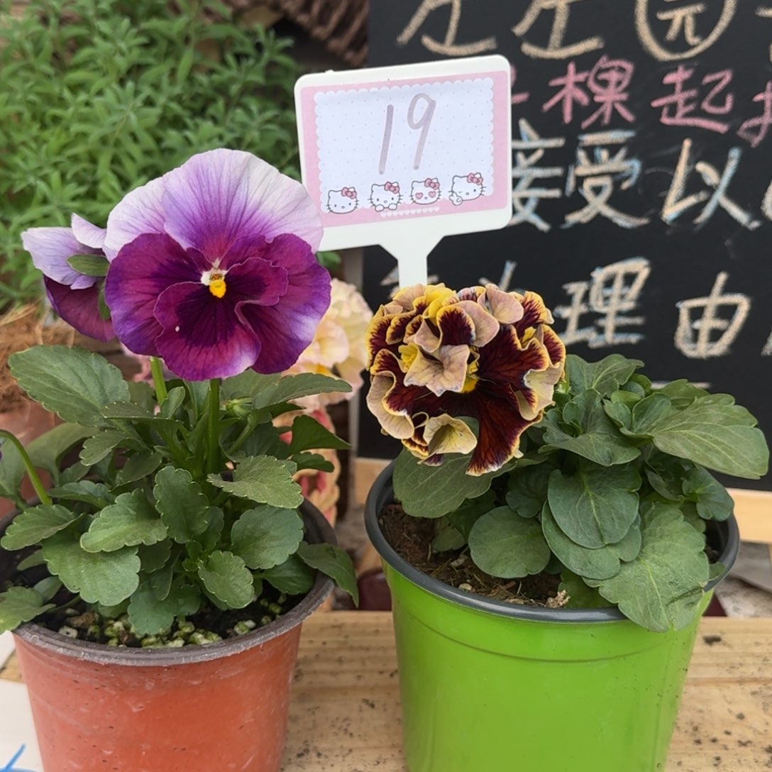 无花朵1204 组合19号 一组一拍个别根系弱介意勿拍