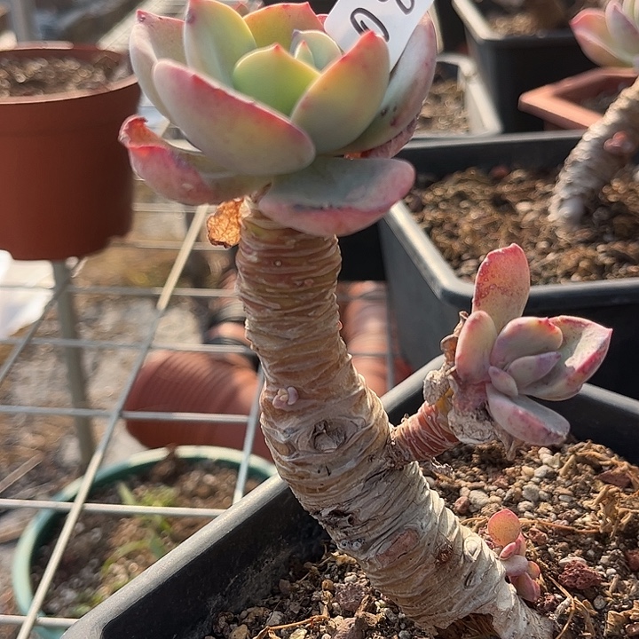 知***赵085血凤脱土发货不退不换