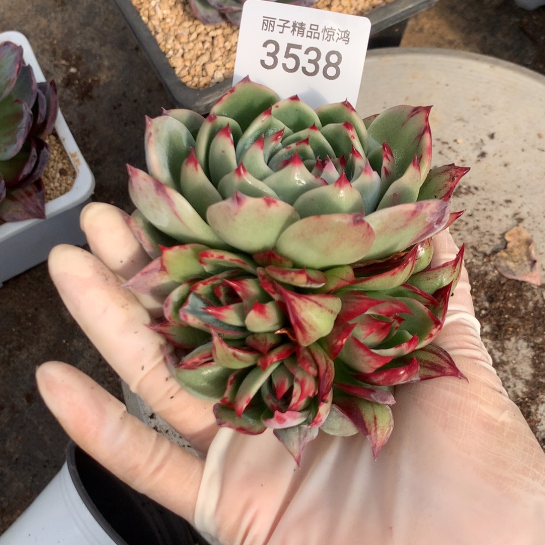 3538一物一拍4头植物