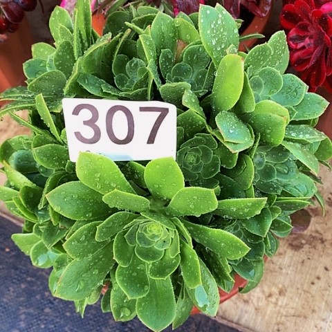 绿玫瑰307法师多肉