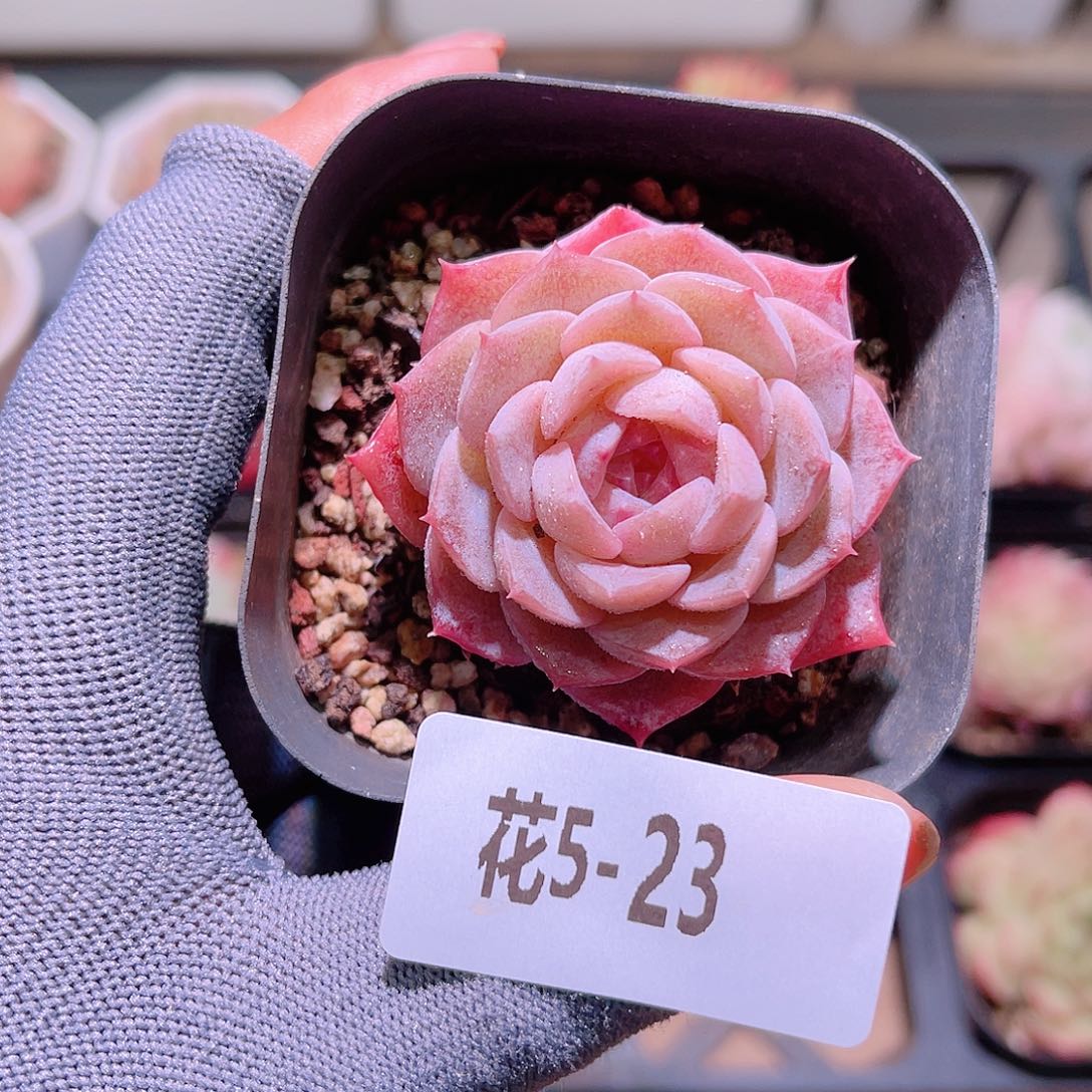 花05-23纯爱单头