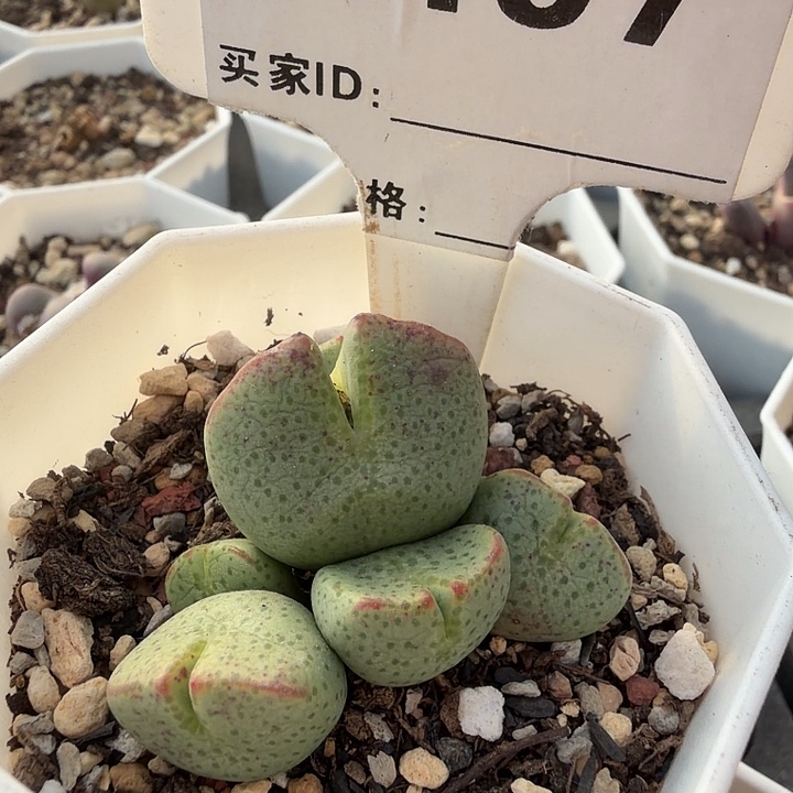 四***天197。满38包邮肉锥