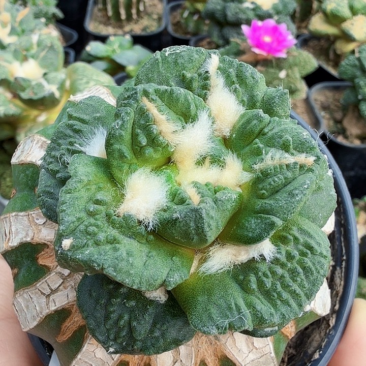 无花朵245翘尤割尤龟甲牡丹