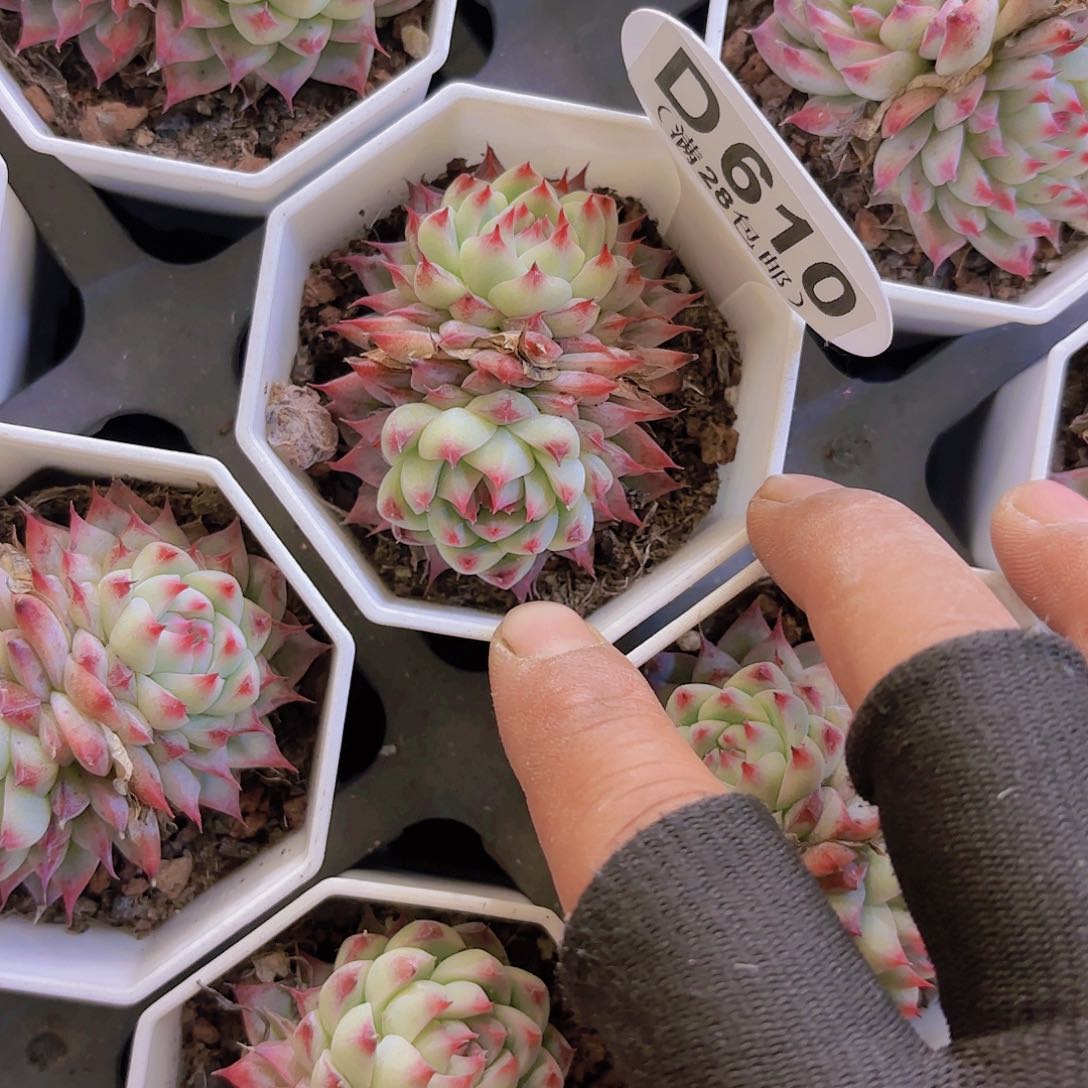 D610扶摇一物一拍