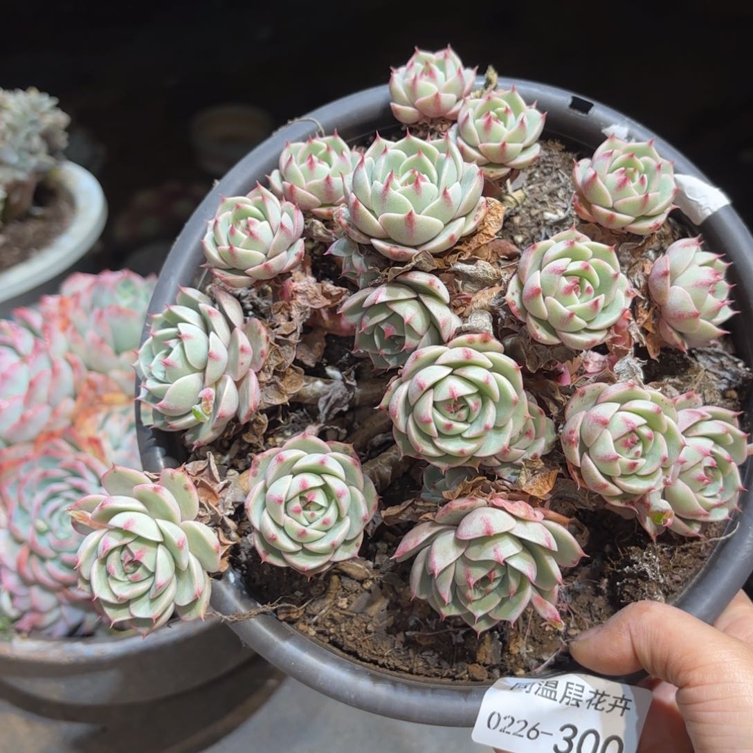 同温层多肉笨吧300