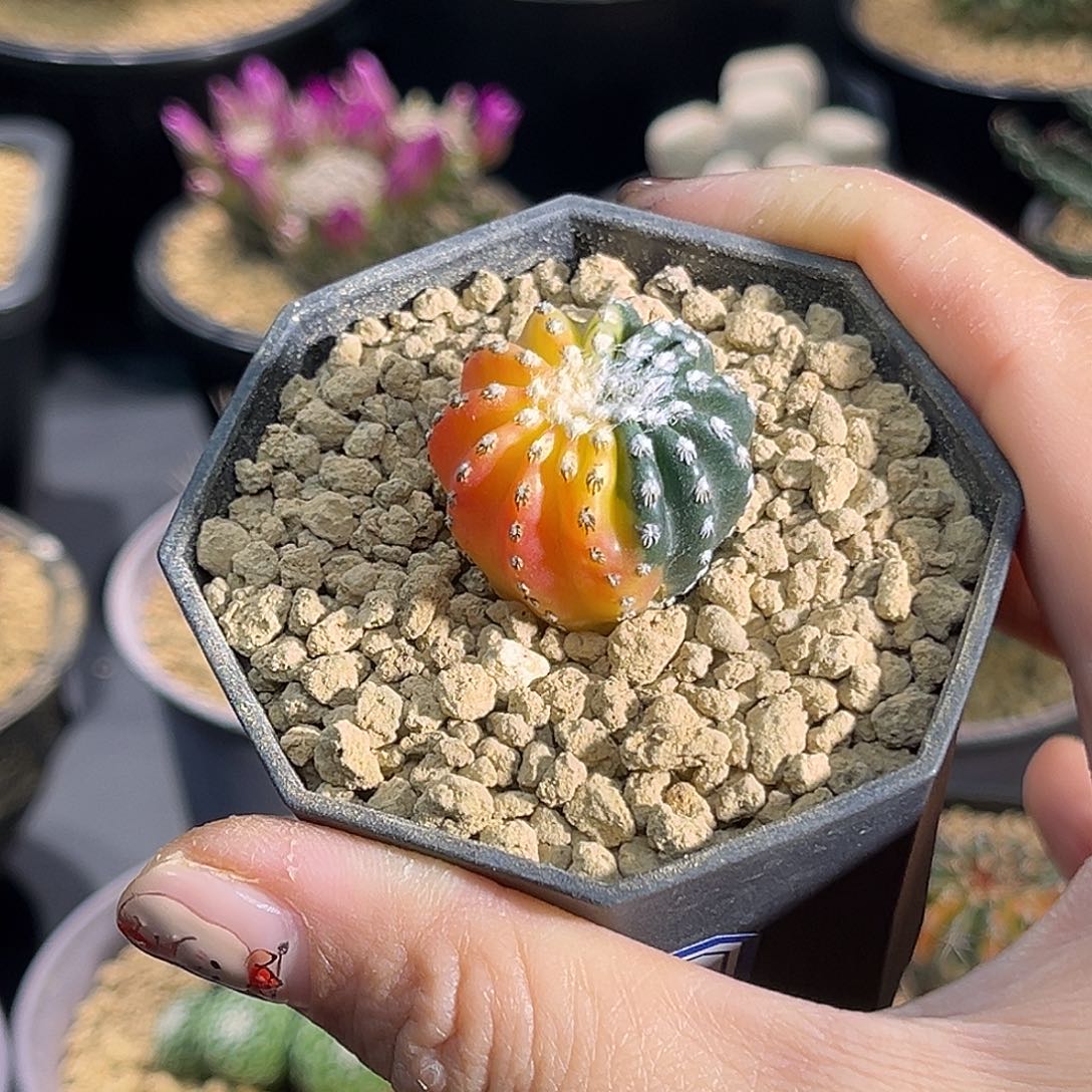 阴阳奇特Zzzzzzzzzzzzz