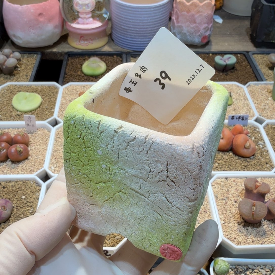 阿***韵多肉多肉多肉12.7-039