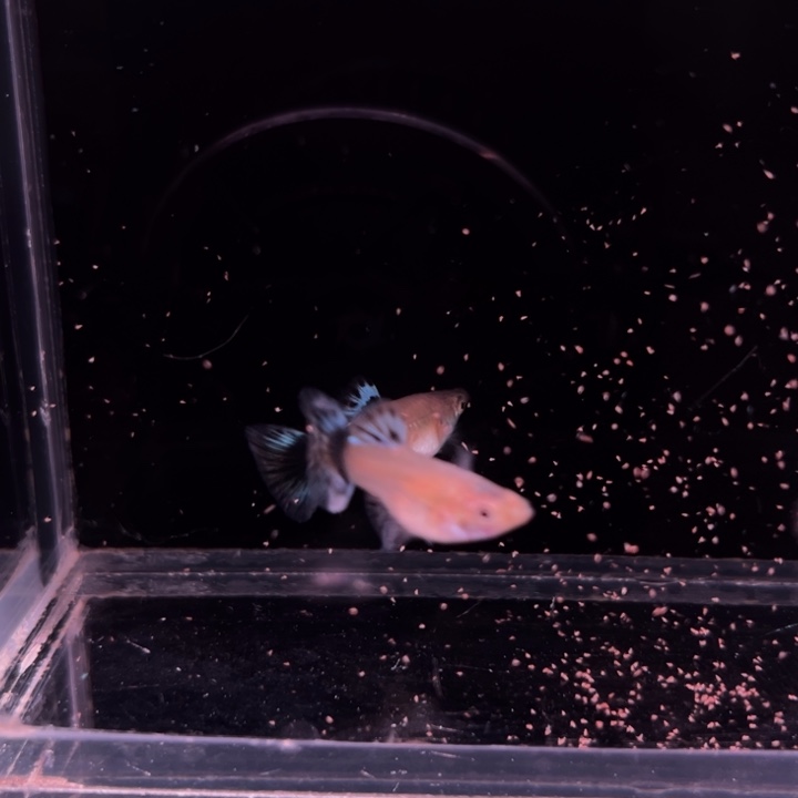 孔雀鱼大耳象牙球2母1公