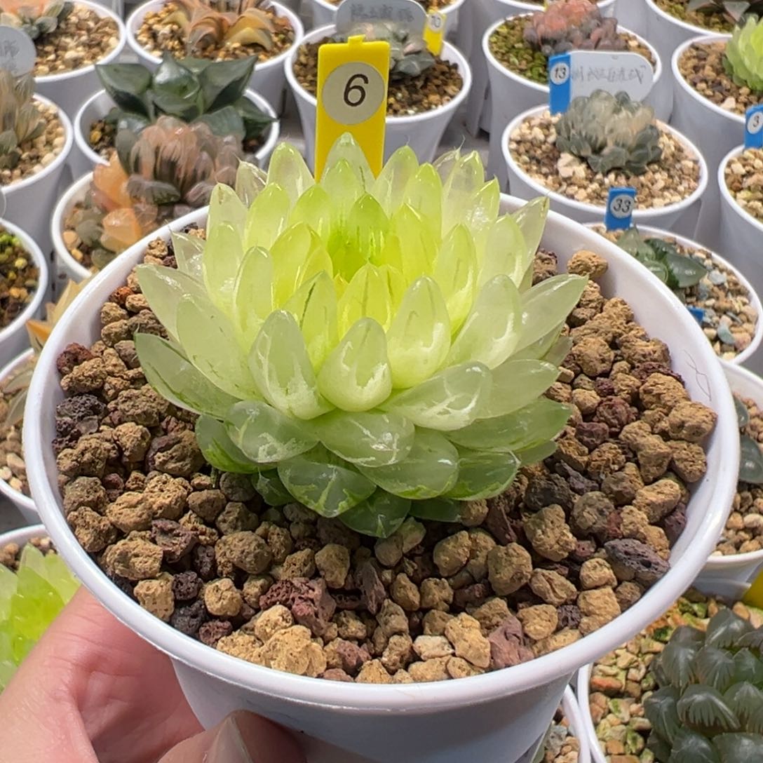 时***转黄金女神111111111