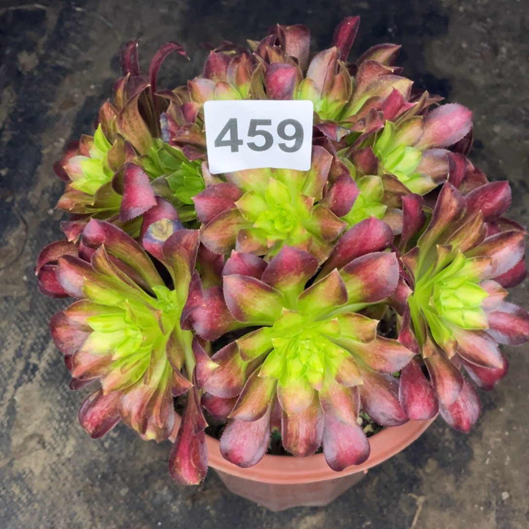 459号少华老庄子……