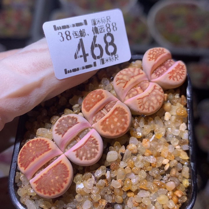 ssss精品生石花468