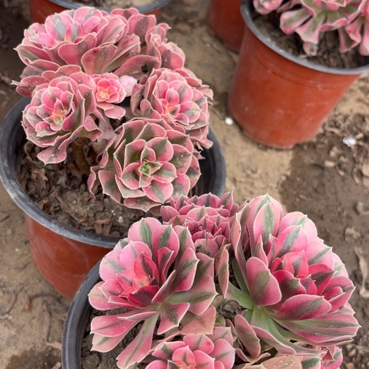 小粉女巫2个裸根脱土