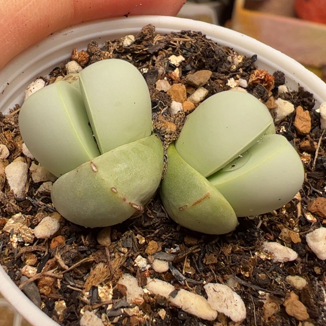 多肉植物百科125