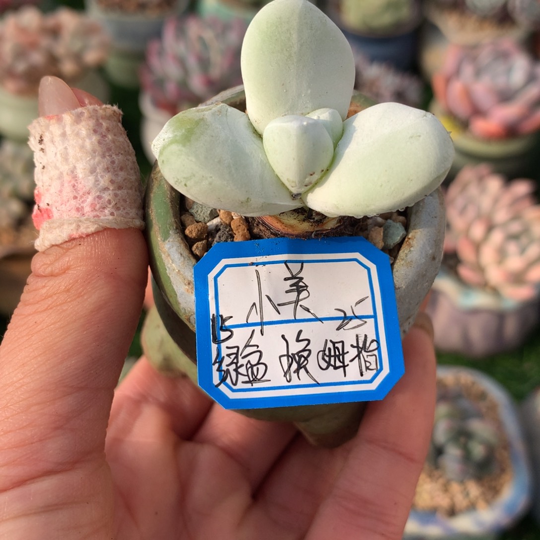 ʚ***美小美  绿盆换拇指补差价       