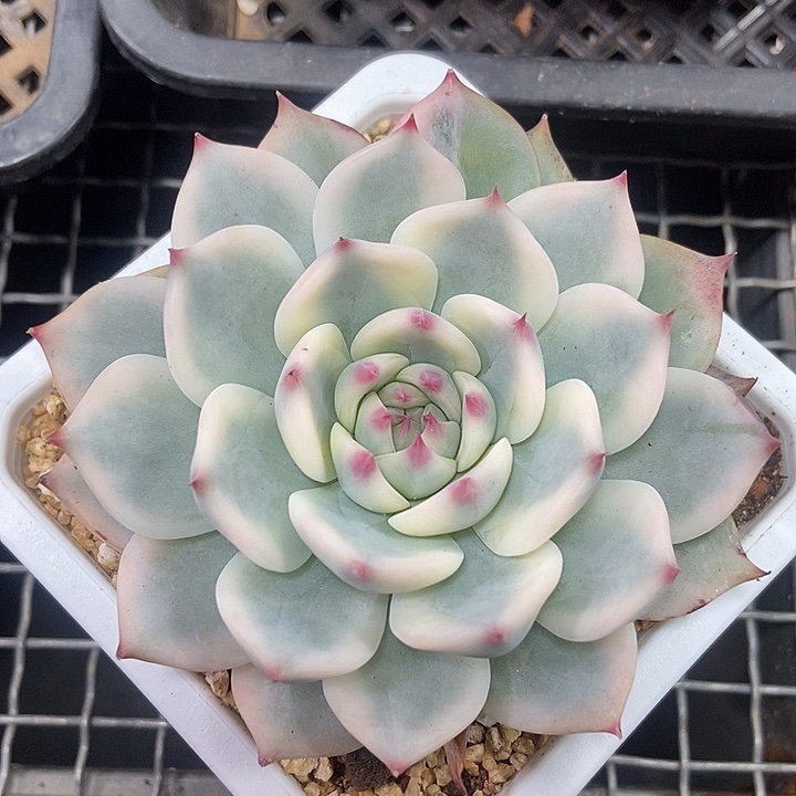 仓***眸吉娃娃锦多肉植物