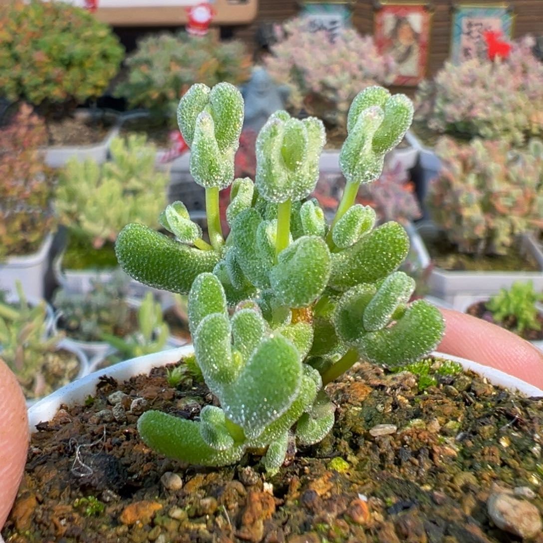 2-408乐曲五圆盆迷你枝干番杏