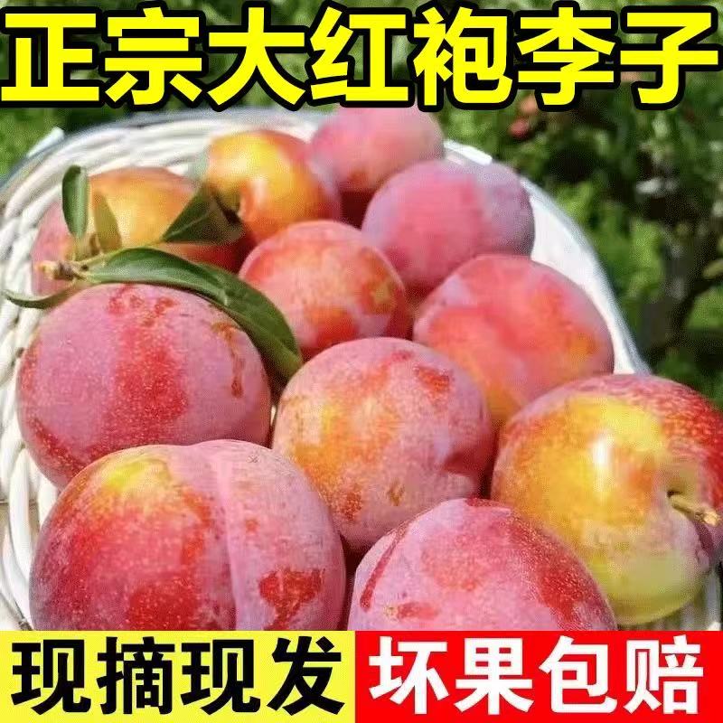 【稀有巨大】东北大红袍李子新鲜水果酸甜黄心脱骨李子当季孕妇水果
