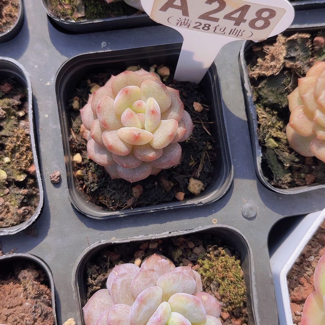 A248星星次一物一拍