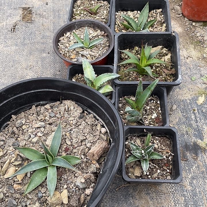 龙舌兰绿色植物1号