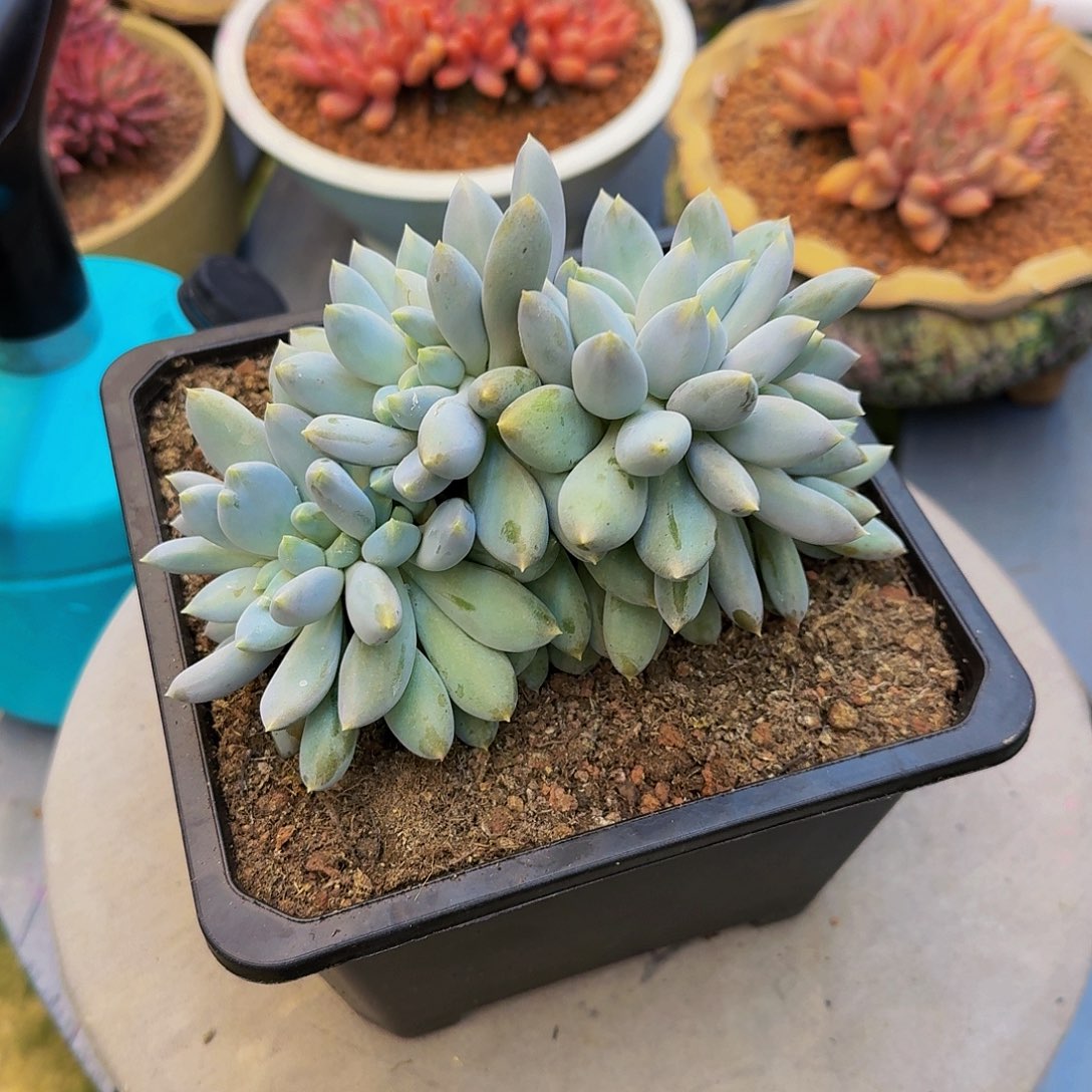 哥特萝莉缀化竞拍