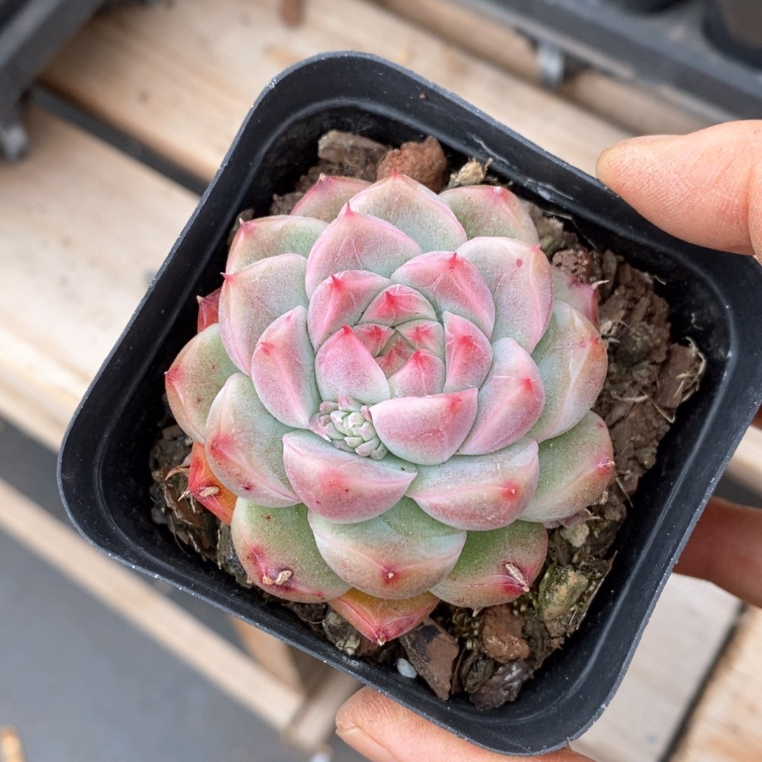 精品多肉一物一拍不包整27