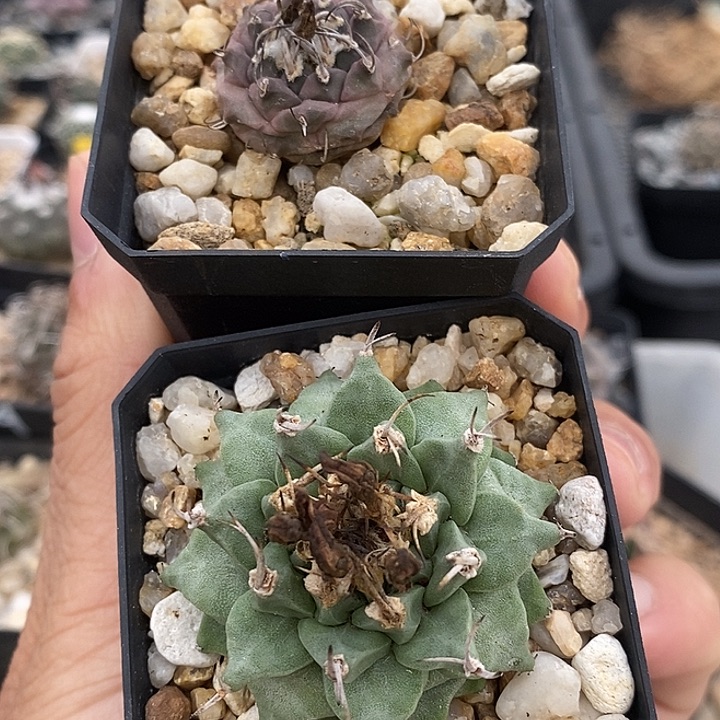紫肌娇丽加赤花娇丽升一个