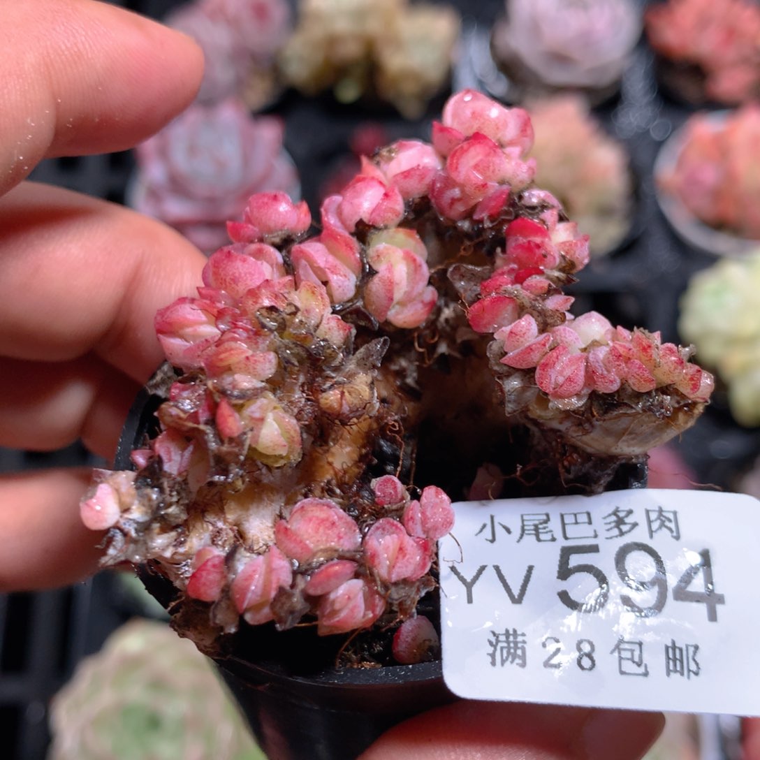 5CM拇指盆精控多肉YV594
