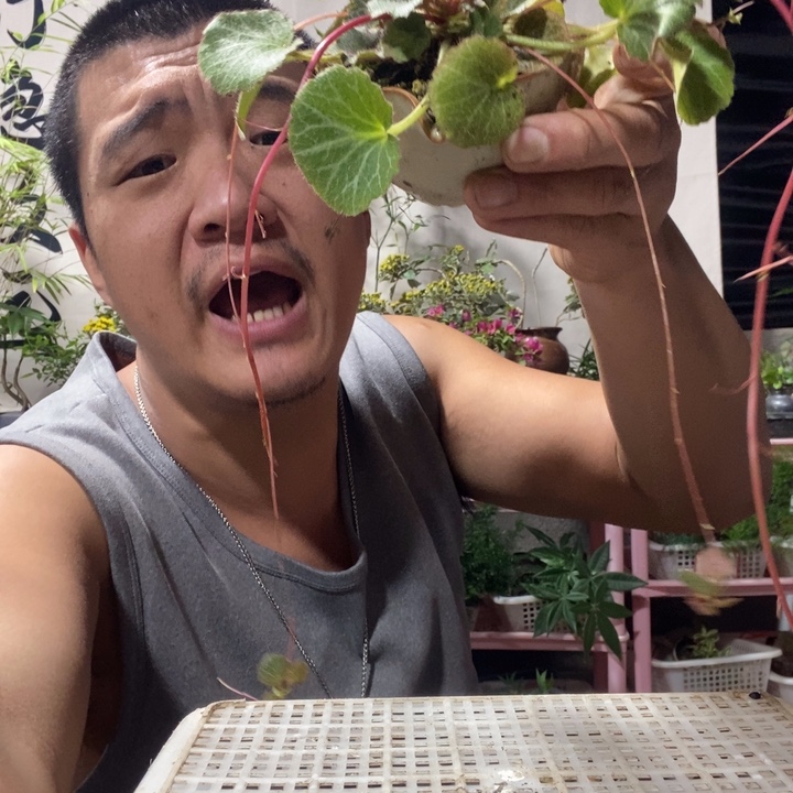 麻***儿以实际为准盆景绿植盆栽92