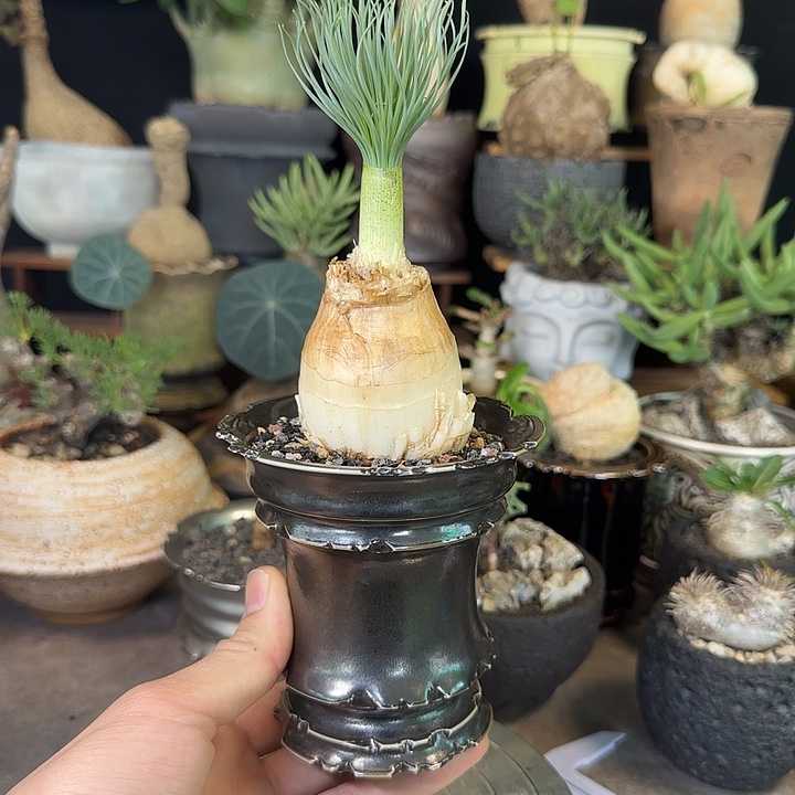 一物一拍老家弹簧草gg580