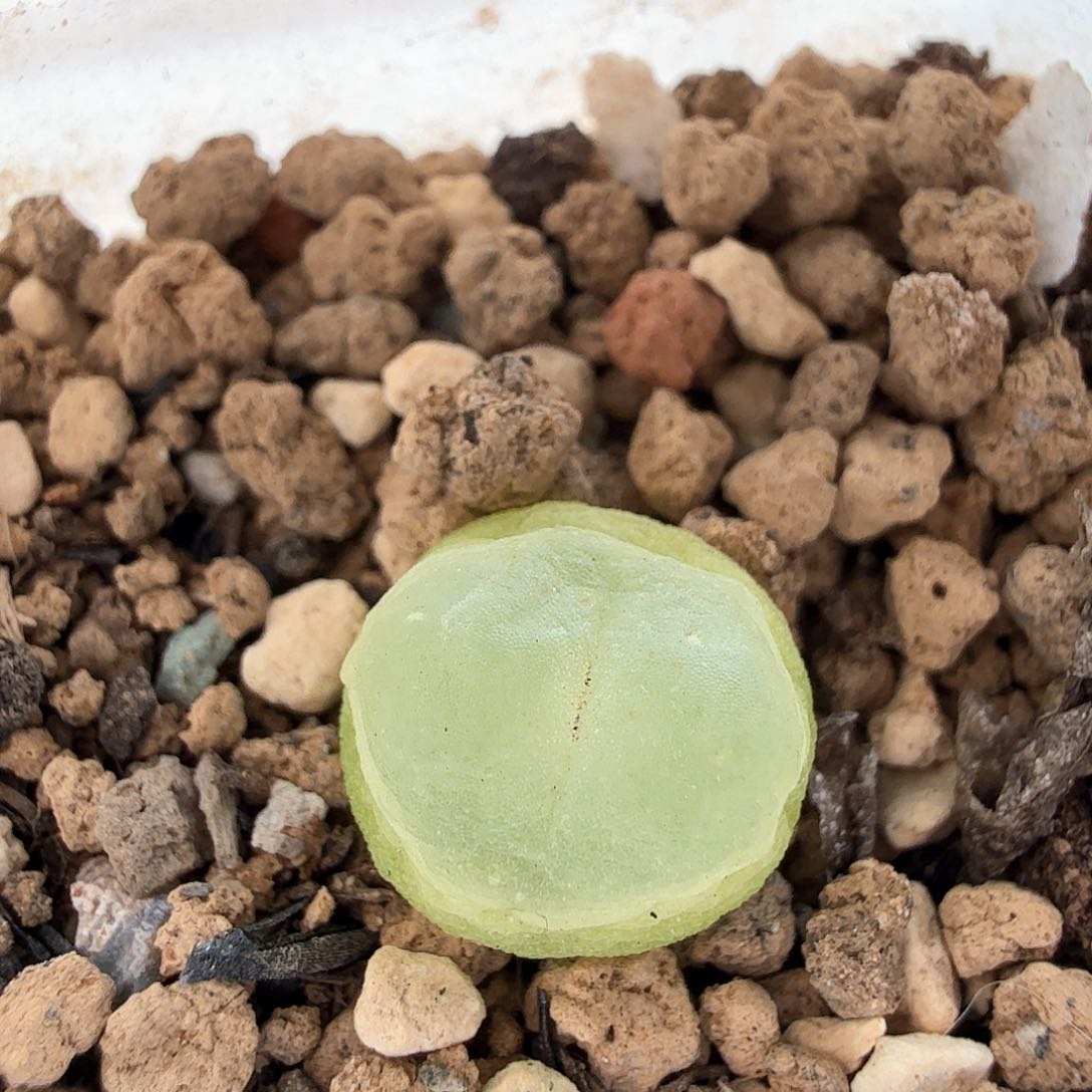 2.1.4/大圆窗紫皮拉登0.9厘米3.5年多肉