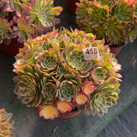 416海仙朵朵多肉，