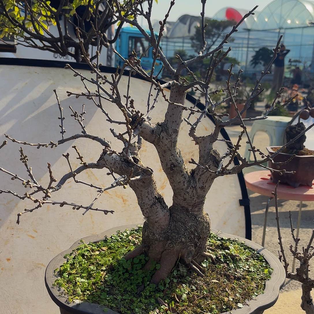 完全开放腊梅盆景盆栽植物