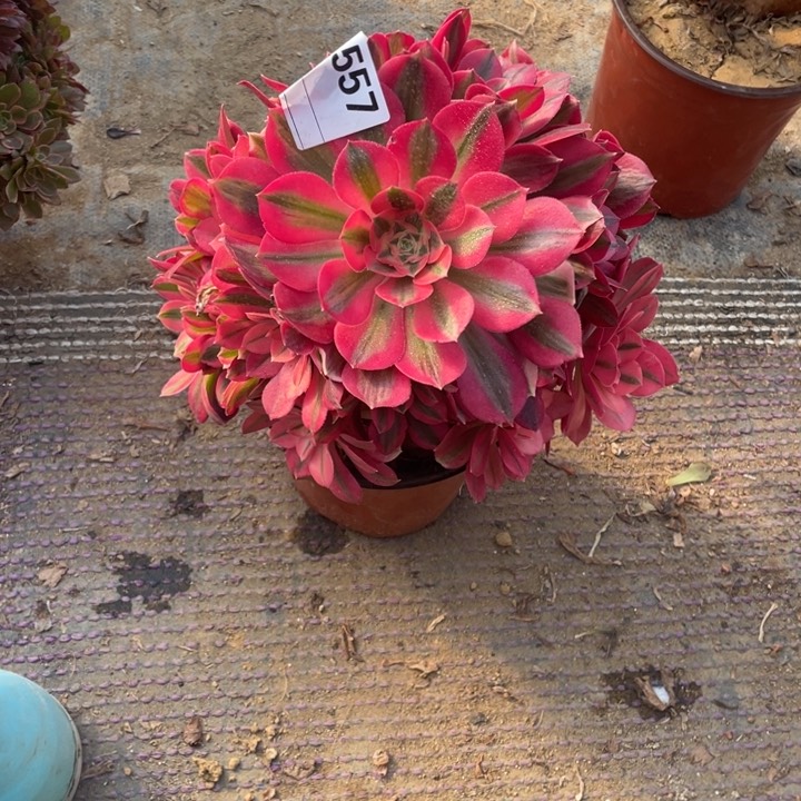 多肉粉女巫优选法师557