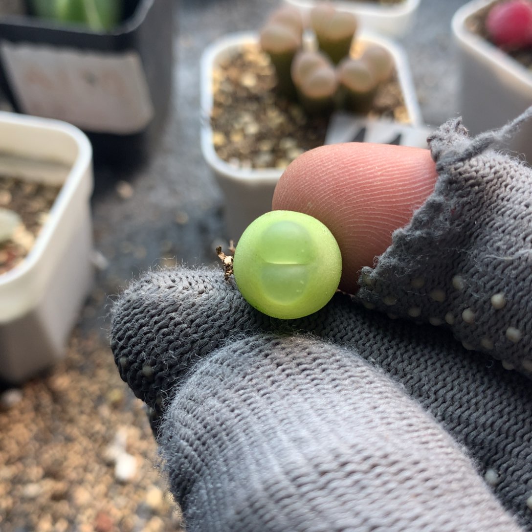 333大王拉登一颗