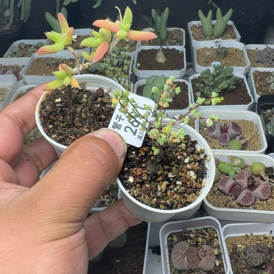 心***r玉米莱斯。                             