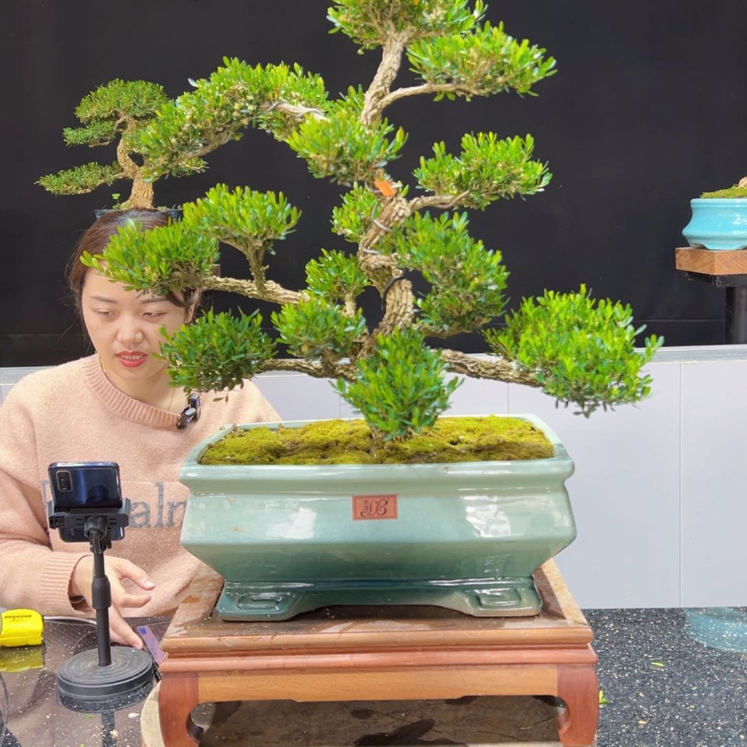 黄杨盆景老桩四季长青